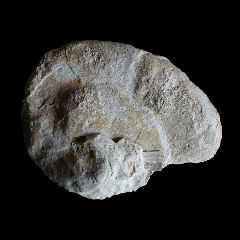 img/rudistes/Apricardia-toucasi-pm.jpg