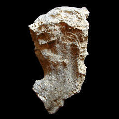 img/rudistes/Bournonia-excavata-pm.jpg