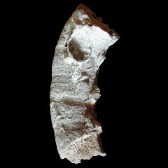 img/rudistes/Hippuritela-toucasi-pm.jpg