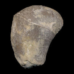 img/rudistes/Plagioptychus-paradoxus-pm.jpg