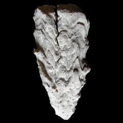 img/rudistes/Praeradiolites-subtoucasi-pm.jpg
