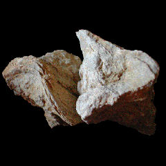 img/rudistes/Praeradiolites-toucasi-pm.jpg