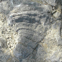 img/rudistes/Radiolites-galloprovincialis-pm.jpg