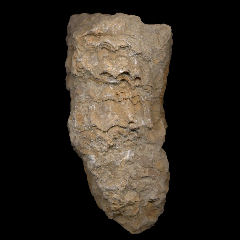 img/rudistes/Radiolites-squamosus-pm.jpg