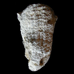 img/rudistes/Vaccinites-dentatus-pm.jpg
