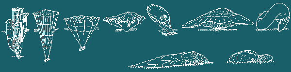 rudistes/rudistes-morphologie.gif