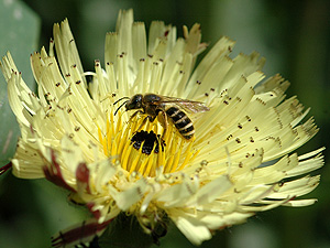Abeilles.jpg