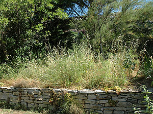Jardin.jpg