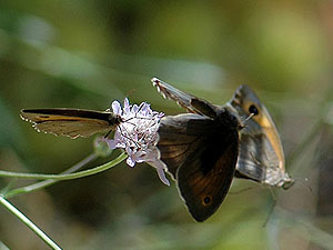 Papillons.jpg